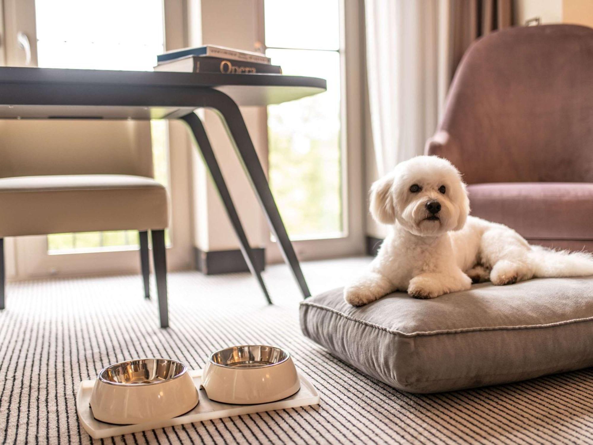 فندق سوفيتل فرانكفورت أوبرا المظهر الخارجي الصورة A dog at the Mandarin Oriental, Munich